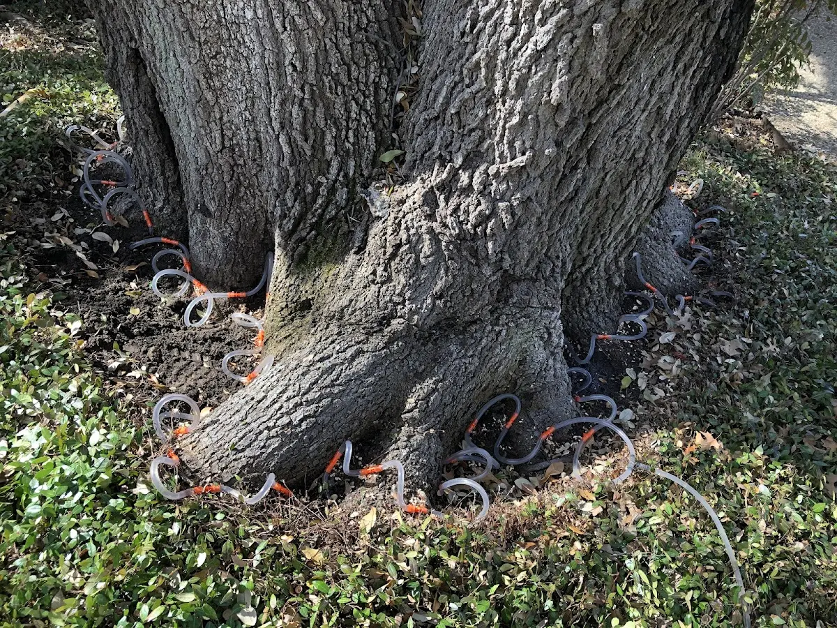Detailed Tree Cabling and Bracing job site in Point Of Rocks