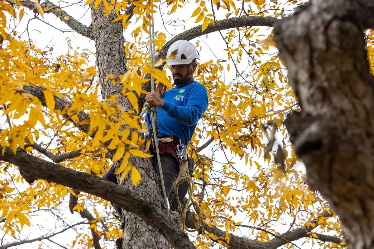 Skilled Tree Pruning crew working in Point Of Rocks