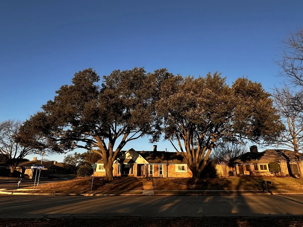Established residential canopy tree shading a home in Point Of Rocks